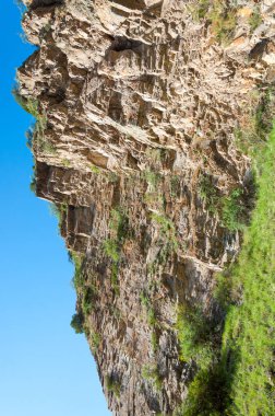 İğde. iğde veya iğde, cinsidir tür çiçekli bitki Elaeagnaceae aile hakkında.