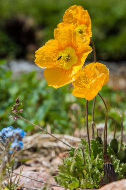 İğde. iğde veya iğde, cinsidir tür çiçekli bitki Elaeagnaceae aile hakkında.