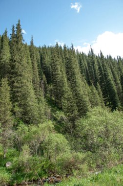 İğde. iğde veya iğde, cinsidir tür çiçekli bitki Elaeagnaceae aile hakkında.