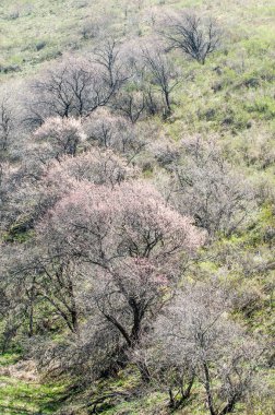 İğde. iğde veya iğde, cinsidir tür çiçekli bitki Elaeagnaceae aile hakkında.