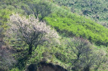 İğde. iğde veya iğde, cinsidir tür çiçekli bitki Elaeagnaceae aile hakkında.