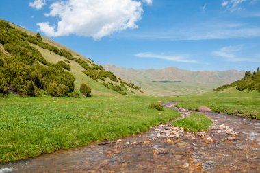 İğde. iğde veya iğde, cinsidir tür çiçekli bitki Elaeagnaceae aile hakkında.