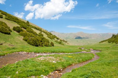 İğde. iğde veya iğde, cinsidir tür çiçekli bitki Elaeagnaceae aile hakkında.