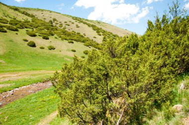İğde. iğde veya iğde, cinsidir tür çiçekli bitki Elaeagnaceae aile hakkında.