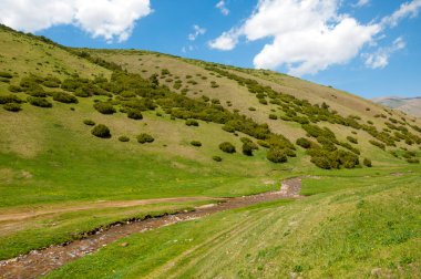 İğde. iğde veya iğde, cinsidir tür çiçekli bitki Elaeagnaceae aile hakkında.