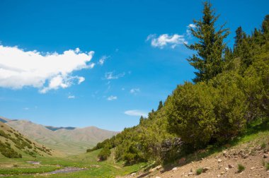 İğde. iğde veya iğde, cinsidir tür çiçekli bitki Elaeagnaceae aile hakkında.