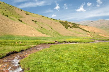 İğde. iğde veya iğde, cinsidir tür çiçekli bitki Elaeagnaceae aile hakkında.