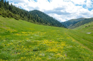 İğde. iğde veya iğde, cinsidir tür çiçekli bitki Elaeagnaceae aile hakkında.