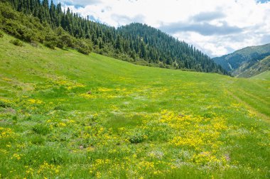İğde. iğde veya iğde, cinsidir tür çiçekli bitki Elaeagnaceae aile hakkında.