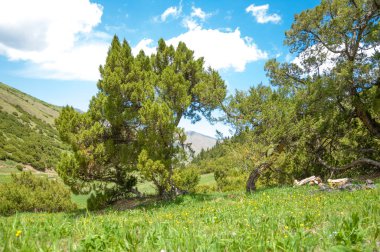 İğde. iğde veya iğde, cinsidir tür çiçekli bitki Elaeagnaceae aile hakkında.