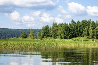 Yaz nehir sazlık ağaçlar gölgeliyor. Deniz, göl veya başka bir kanaldaki böyle dere akan su büyük bir doğal akışı.