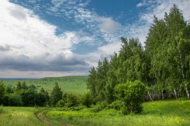 Yaz çayır. Genç ağaçlar. Huş ağacı ve çam. Mavi gökyüzü