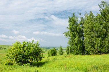 Yaz çayır. Genç ağaçlar. Huş ağacı ve çam. Mavi gökyüzü