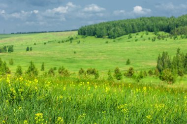 Yaz çayır. Genç ağaçlar. Huş ağacı ve çam. Mavi gökyüzü