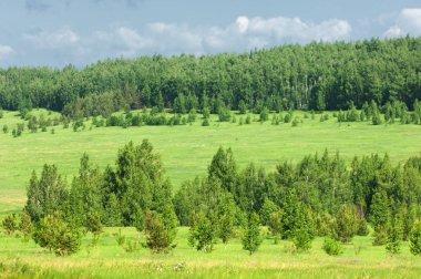 Yaz çayır. Genç ağaçlar. Huş ağacı ve çam. Mavi gökyüzü