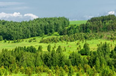Yaz çayır. Genç ağaçlar. Huş ağacı ve çam. Mavi gökyüzü