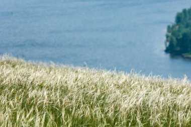 Tüy çim dokusu. güzel sahne