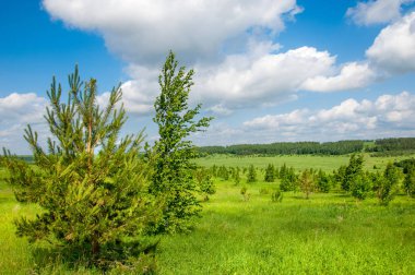 Yaz çayır. Genç ağaçlar. Huş ağacı ve çam. Mavi gökyüzü