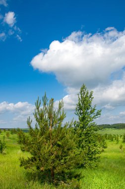 Yaz çayır. Genç ağaçlar. Huş ağacı ve çam. Mavi gökyüzü