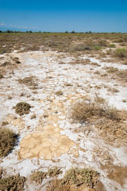  Salin. Doğada fotoğrafı
