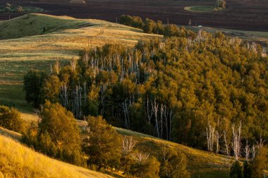 huş ağacı orman manzaralı dağ (gündoğumu gün batımında üzerinden)