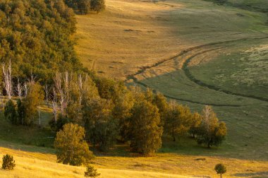 huş ağacı orman manzaralı dağ (gündoğumu gün batımında üzerinden)