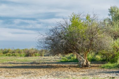Bozkır yazın. Tuzlu toprak erozyonu. Reed