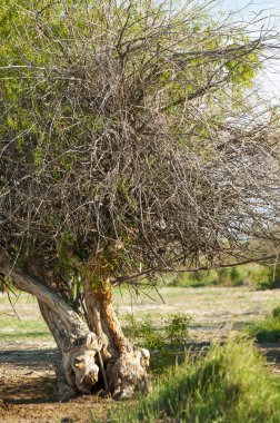 Bozkır yazın. Tuzlu toprak erozyonu. Reed