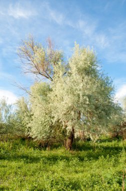 Yaz bozkır. Meyan kökü çiçekler. iğde veya iğde,