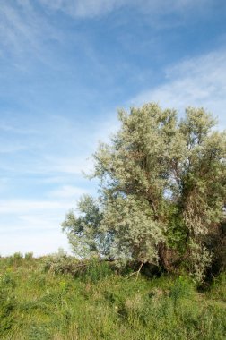 Yaz bozkır. Meyan kökü çiçekler. iğde veya iğde,