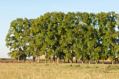 Yaz aylarında taze sürülmüş alan, saman yığınları, kavak