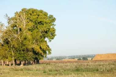 Yaz aylarında taze sürülmüş alan, saman yığınları, kavak