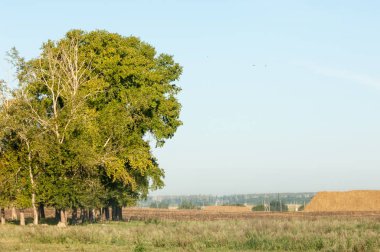 Yaz aylarında taze sürülmüş alan, saman yığınları, kavak