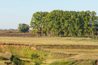 Yaz aylarında taze sürülmüş alan, saman yığınları, kavak