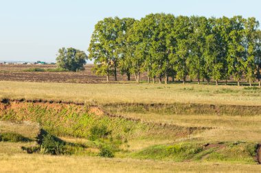 Yaz aylarında taze sürülmüş alan, saman yığınları, kavak