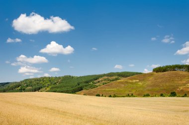 Hills buğday alan. Geç yaz aylarında çekilen fotoğraf. Karışık orman tepelerde büyür