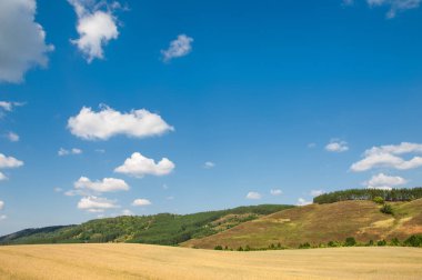 Hills buğday alan. Geç yaz aylarında çekilen fotoğraf. Karışık orman tepelerde büyür