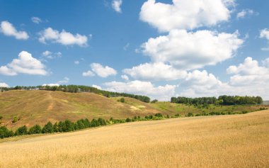Hills buğday alan. Geç yaz aylarında çekilen fotoğraf. Karışık orman tepelerde büyür