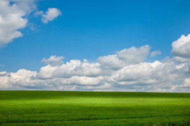 Yaz alan tahıl ile. yeşil ve sarı buğday bahar tahıl alan 