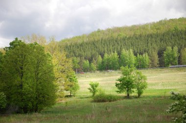 Yaban elması ve yaban elması. Malus, gülgiller (Rosaceae) familyasından bir elma ağacı cinsidir.
