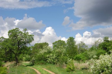 Yaban elması ve yaban elması. Malus, gülgiller (Rosaceae) familyasından bir elma ağacı cinsidir.