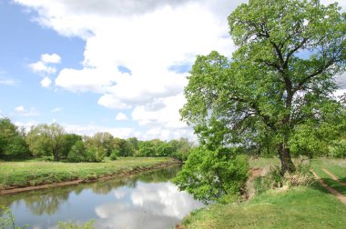 Yaban elması ve yaban elması. Malus, gülgiller (Rosaceae) familyasından bir elma ağacı cinsidir.