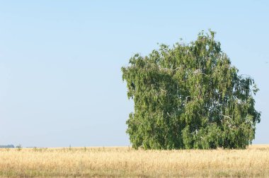 Yaban elması ve yaban elması. Malus, gülgiller (Rosaceae) familyasından bir elma ağacı cinsidir.