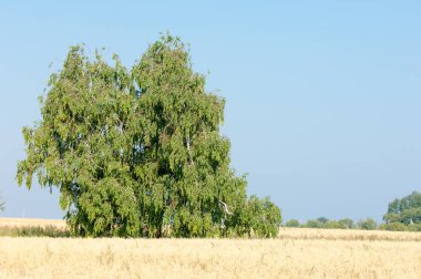 Yaban elması ve yaban elması. Malus, gülgiller (Rosaceae) familyasından bir elma ağacı cinsidir.