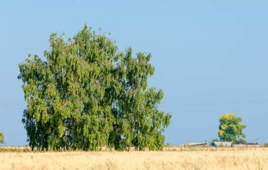 Yaban elması ve yaban elması. Malus, gülgiller (Rosaceae) familyasından bir elma ağacı cinsidir.