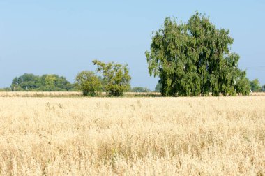 Yaban elması ve yaban elması. Malus, gülgiller (Rosaceae) familyasından bir elma ağacı cinsidir.