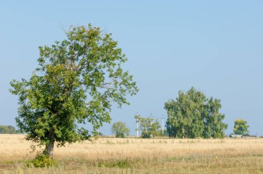 Yaban elması ve yaban elması. Malus, gülgiller (Rosaceae) familyasından bir elma ağacı cinsidir.