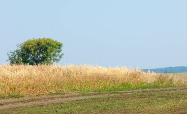 Yaban elması ve yaban elması. Malus, gülgiller (Rosaceae) familyasından bir elma ağacı cinsidir.