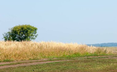 Yaban elması ve yaban elması. Malus, gülgiller (Rosaceae) familyasından bir elma ağacı cinsidir.