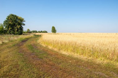 Yaban elması ve yaban elması. Malus, gülgiller (Rosaceae) familyasından bir elma ağacı cinsidir.
